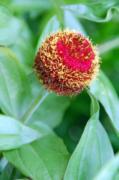 Isolated Shot Pink Zinnia Flower Bud Blooming — Stock Photo, Image
