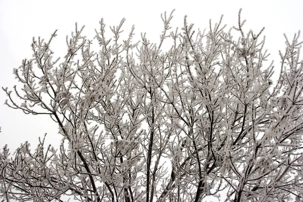 Ramos Árvores Geladas Inverno — Fotografia de Stock