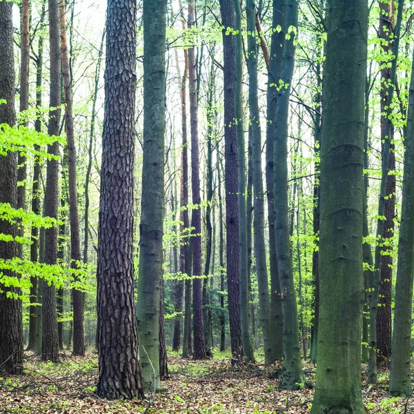 Landskap Ung Grå Skog Med Gröna Träd Naturserie — Stockfoto