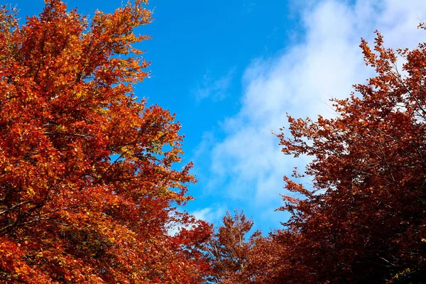 Zdjęcie Stockowe Obraz Czerwonych Jesiennych Drzew Błękitnego Nieba — Zdjęcie stockowe