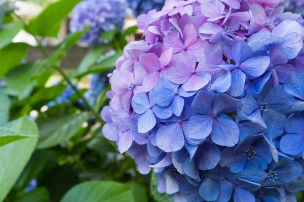 Kék Lila Hortenzia Virág — Stock Fotó