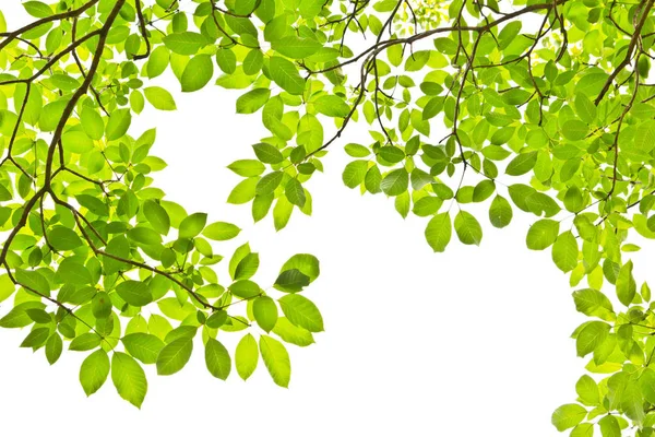 Hoja Aislada Sobre Fondo Blanco — Foto de Stock