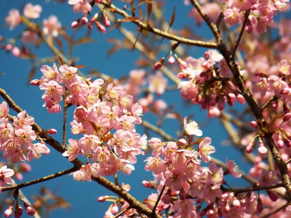 Prunus Cerasoides Wild Cherry Himalájai Thai Sakura — Stock Fotó