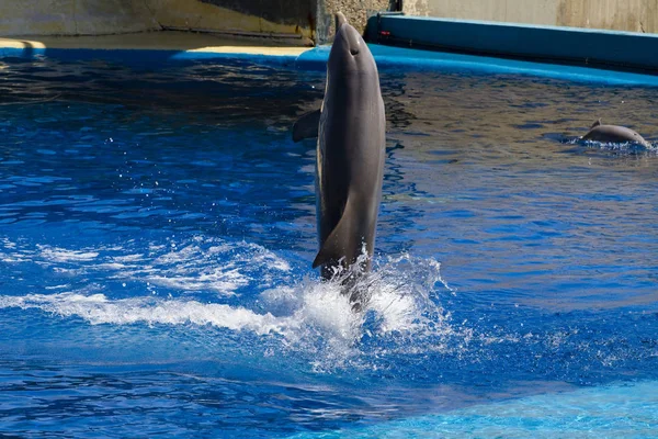 Delfin Hoppa Upp Vattnet Havet — Stockfoto
