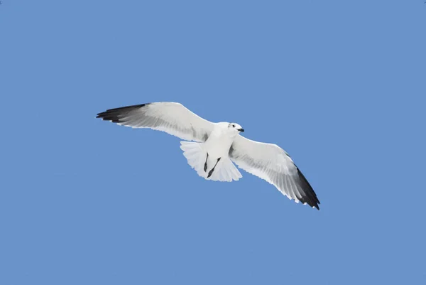 Lachende Gull Larus Atricilla Vliegen Boven Geïsoleerd Een Blauwe Achtergrond — Stockfoto