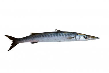 Barracuda fish Sphyraena isolated on white background clipart