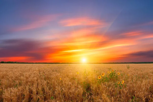 Piękny Krajobraz Lato Pole Pszenicy Słońca Majestatyczny Słonecznika — Zdjęcie stockowe