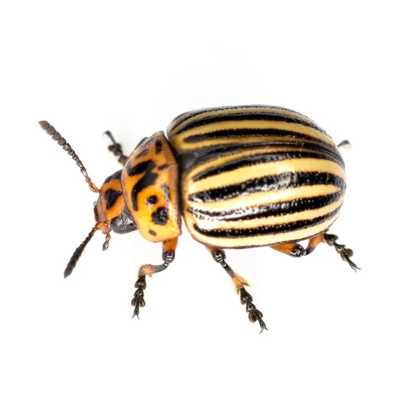 Colorado Beetle Photographed White Background — Stock Photo, Image