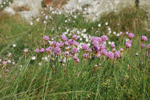 Armeria Maritima Mer Rose — Photo