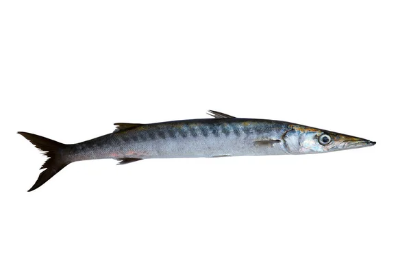 Barracuda Vissen Sphyraena Geïsoleerd Witte Achtergrond — Stockfoto