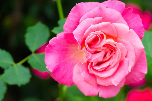 Fundo Bonito Com Flores Rosas Fundo Dos Namorados Flores Fundo — Fotografia de Stock