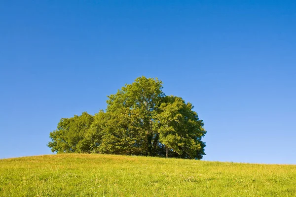 Pradera Idílica Con Árbol —  Fotos de Stock