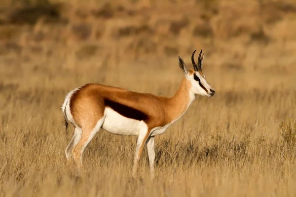 Férfi Springbuck Afrikai Fűsíkságon Állva — Stock Fotó