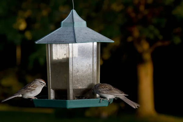 Two Female Sparrow Feeding Sunflower Seed — Stock Photo, Image