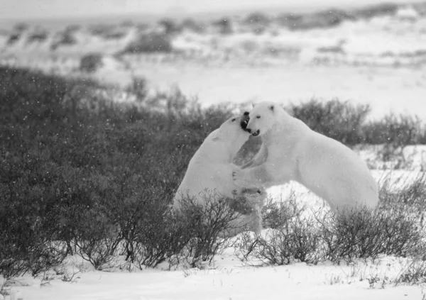 Fight Polar Bears Two Polar Bears Fight Tundra Undersized Vegetation — Stock Photo, Image