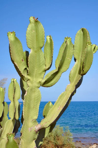 Paddle Kaktus Pulau Corfu Yunani — Stok Foto