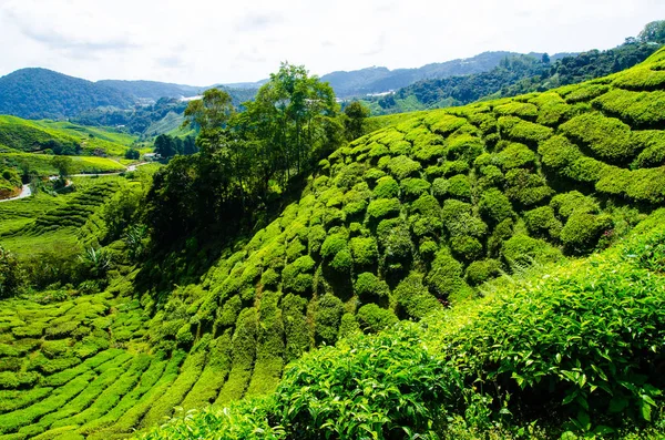 Plantaciones Cameron Highlands Malasia Colinas Verdes Paisaje —  Fotos de Stock