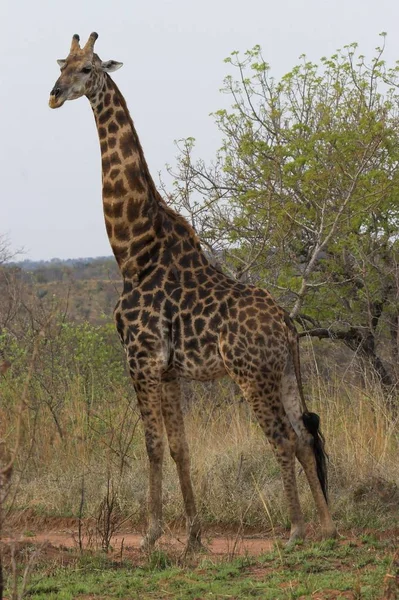 Giraffe Afrikanischen Busch Mit Ochsen Drauf — Stockfoto