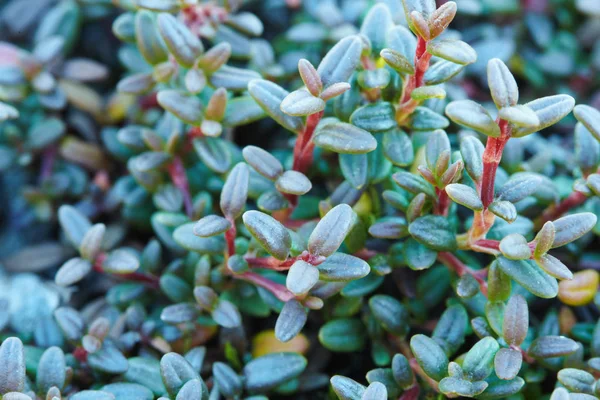 Gros Plan Sur Les Plantes Vertes Montagneuses Nord Arrière Plan — Photo