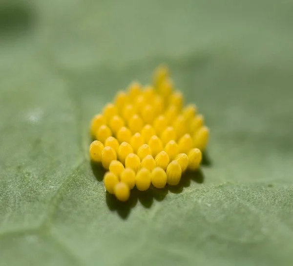 Яйца Большой Белой Бабочки Нижней Стороне Листьев Капусты — стоковое фото