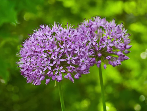 Flores Allium Púrpura Creciendo Jardín Soleado — Foto de Stock