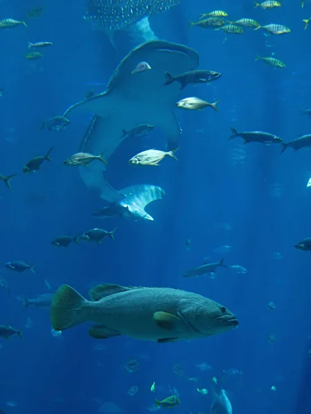 海の魚の写真 — ストック写真
