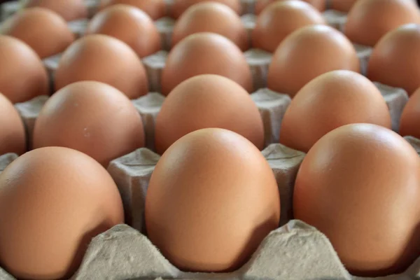 Куриные Яйца Лотке — стоковое фото