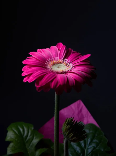 Primer Plano Flores Gerberas Coloridas — Foto de Stock