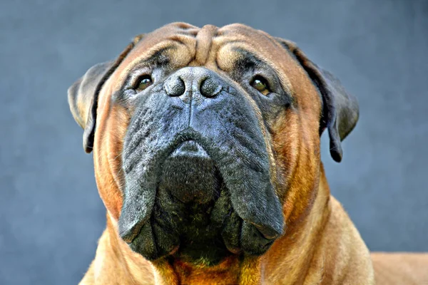 暗い背景に純粋な繁殖させたブルマスティフ犬の肖像画のクローズ アップ — ストック写真