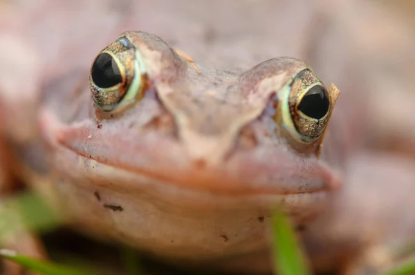 Closeup Shot Reptile Wild Nature — Stock Photo, Image