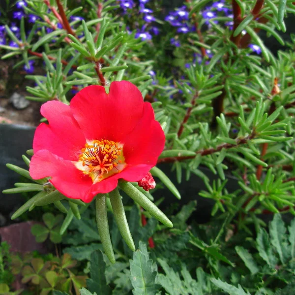 Uma Flor Vermelha Portulaca Grandiflora Anual — Fotografia de Stock