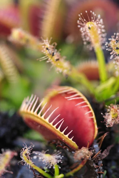 Carnivorous Venus Fly Traps Dionaea Muscipula Sundews Drosera Capensis Саду — стоковое фото