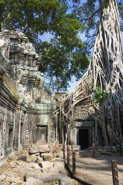 Imagem Uma Árvore Enorme Entrelaçando Entrada Prohm Patrimônio Mundial Unesco — Fotografia de Stock