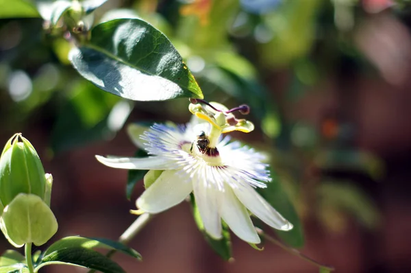 Hora Verano Flores Planta Passiflora — Foto de Stock