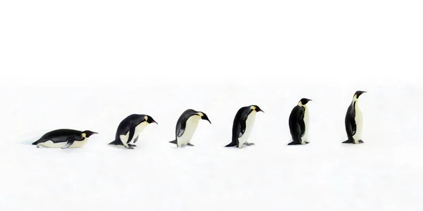 Εξέλιξη Του Πιγκουίνου Μόλις Πιγκουίνος Ήταν Ένα Οπισθοδρομικό Ζώο Που — Φωτογραφία Αρχείου