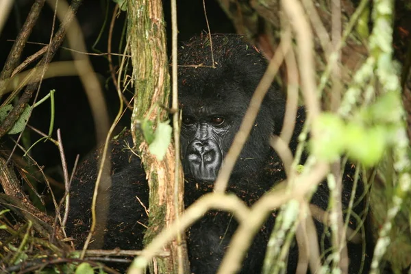 Gorila Salvaje Rwanda Africa Tropical Forest — Foto de Stock