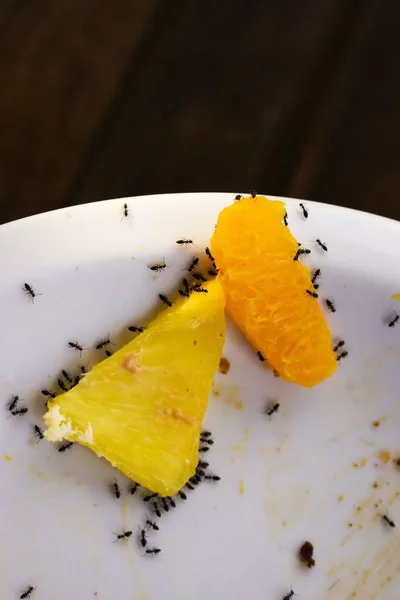 Ants Dinner Plate — Stock Photo, Image