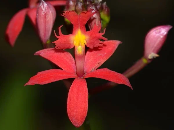 Radicans epidendrum Fotos de Stock, Radicans epidendrum Imagens sem  royalties | Depositphotos