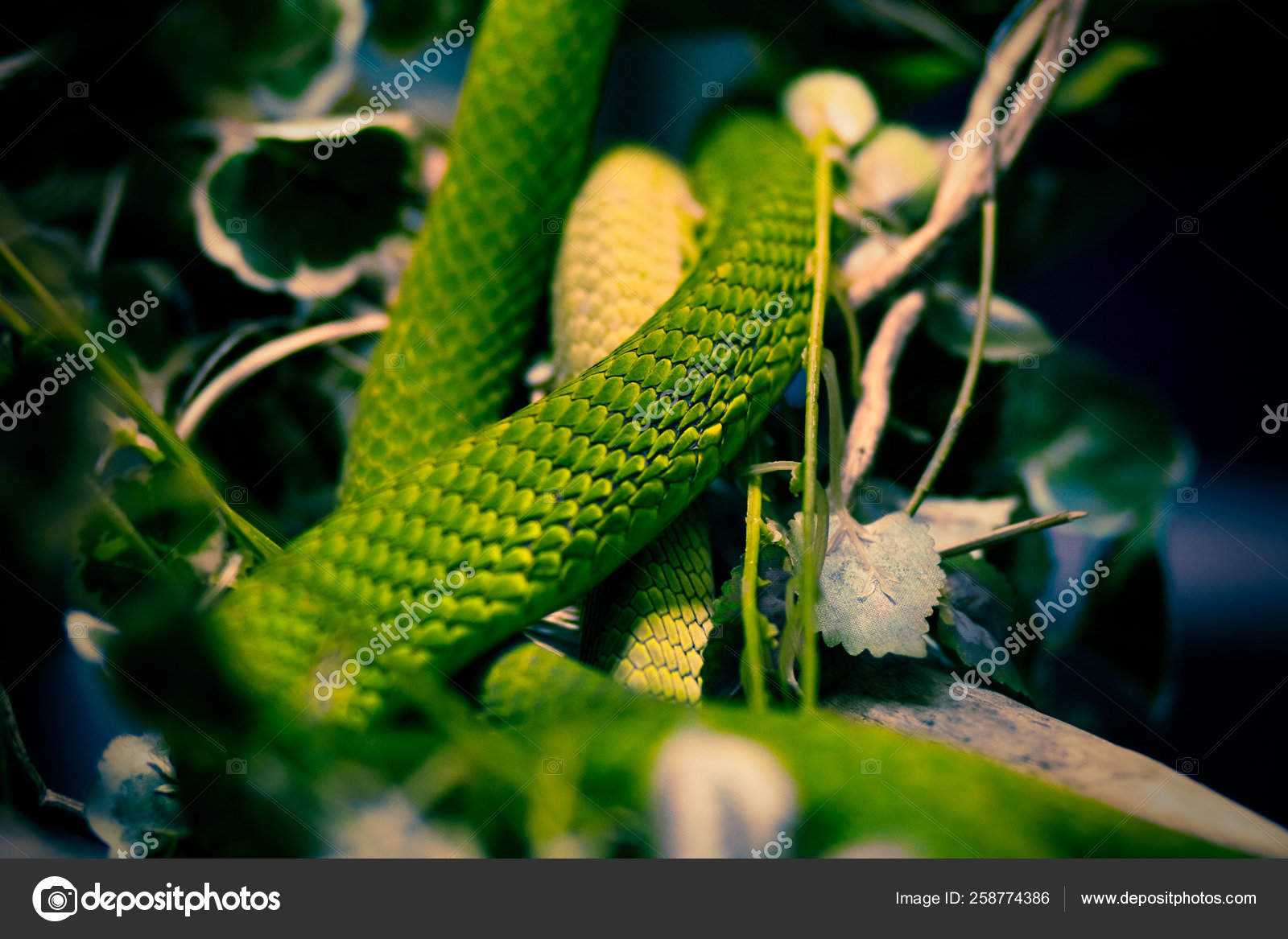 Toxic Snake Rests Terrarium — Stock Photo © YAYImages #258774386