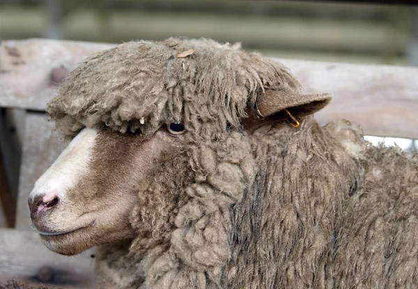 Polled Dorset Sheep Com Uma Franja — Fotografia de Stock
