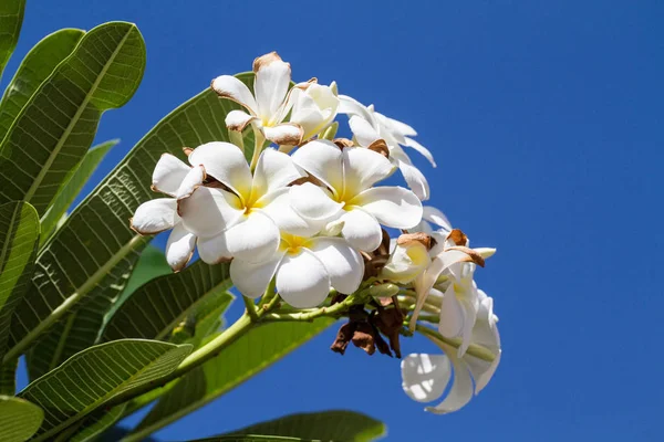 Flores Frangipani Blancas Amarillas Con Hojas Fondo — Foto de Stock