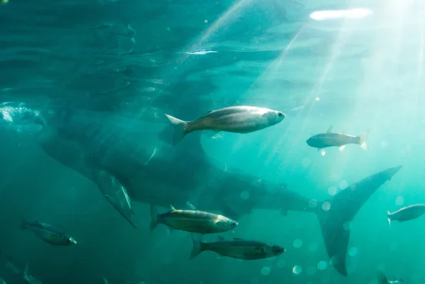 魚は偉大な白いサメを過ぎて泳ぐ ガンスバイ — ストック写真