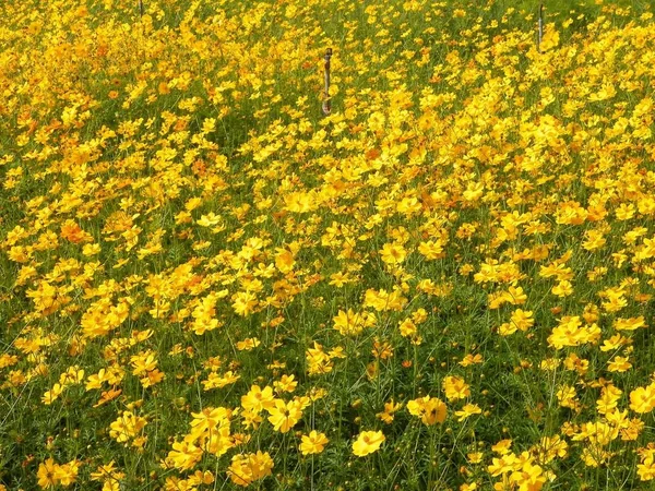 Желтые Цветы Космоса Закройте Флора — стоковое фото