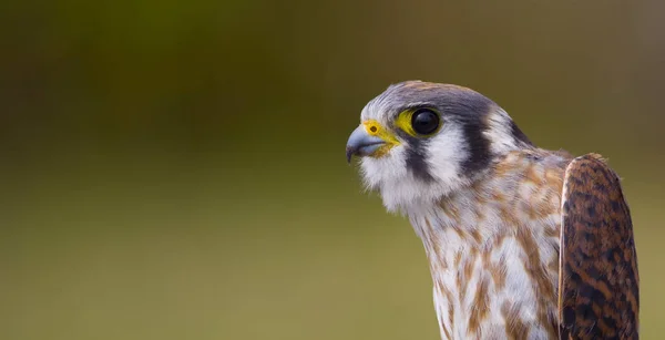 Portrait Une Crécerelle Amérique Falco Sparverius Femelle Aussi Connue Sous — Photo