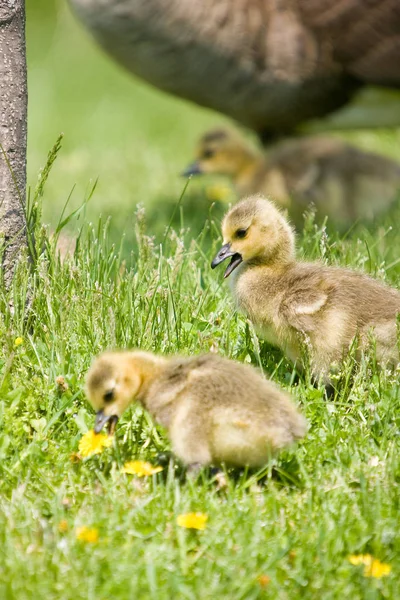 カナダガチョウのひよこは 前景で草を食べて 別の人とその母親を背景に — ストック写真