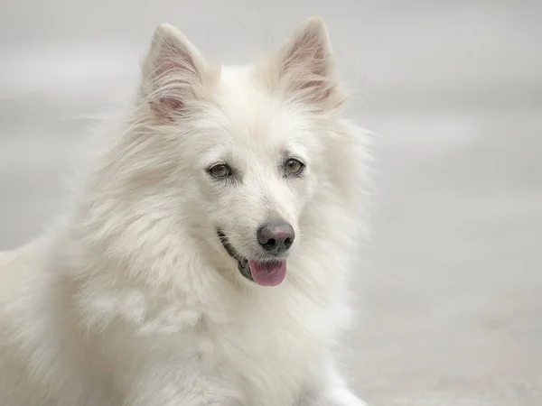 Porträtt West Highland White Terrier — Stockfoto