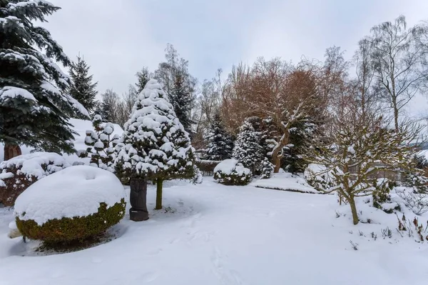 Belo Jardim Inverno Sempre Verde Com Coníferas Árvores Cobertas Neve — Fotografia de Stock