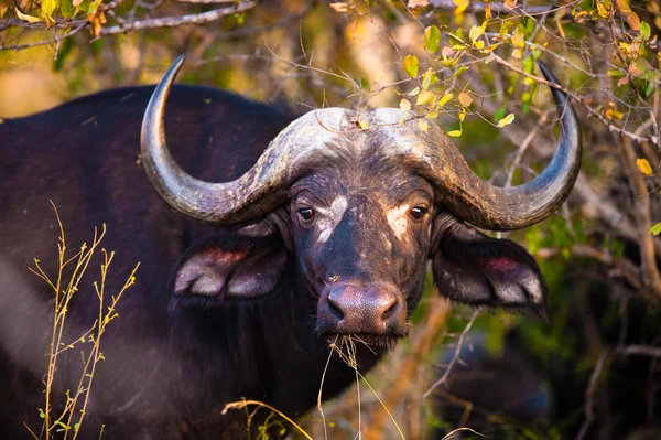 Búfalo Africano Syncerus Caffer Perto Parque Nacional Kruger — Fotografia de Stock