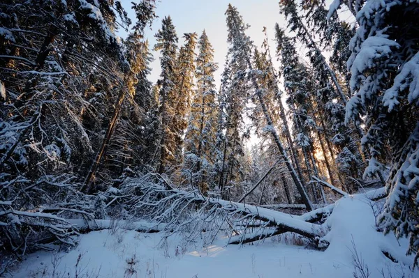 Árboles Cubiertos Nieve Bosque Invierno Series Naturaleza — Foto de Stock