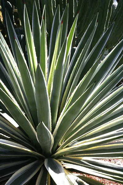 マラケシュの庭で緑の熱帯植物 — ストック写真
